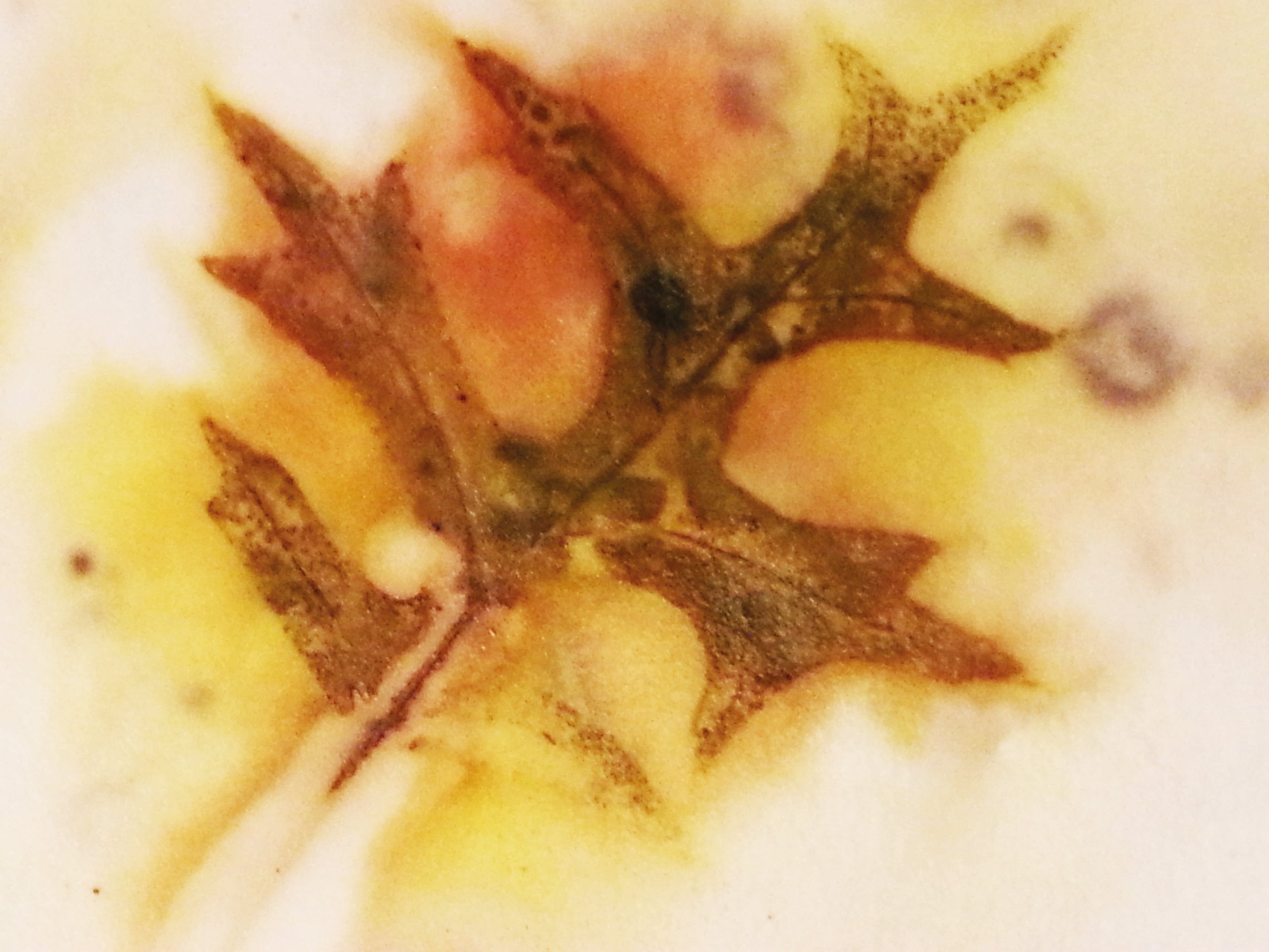 Workshop Eco Print op Textiel Siona Snel abstracte mixed media kunst en workshops